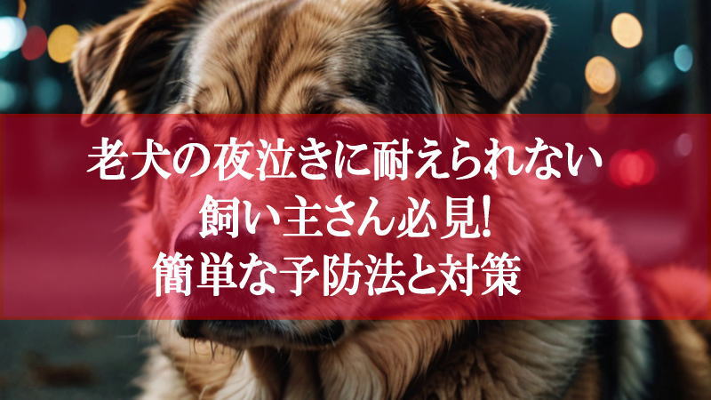 老犬の夜泣きに耐えられない飼い主さん必見!簡単な予防法と対策