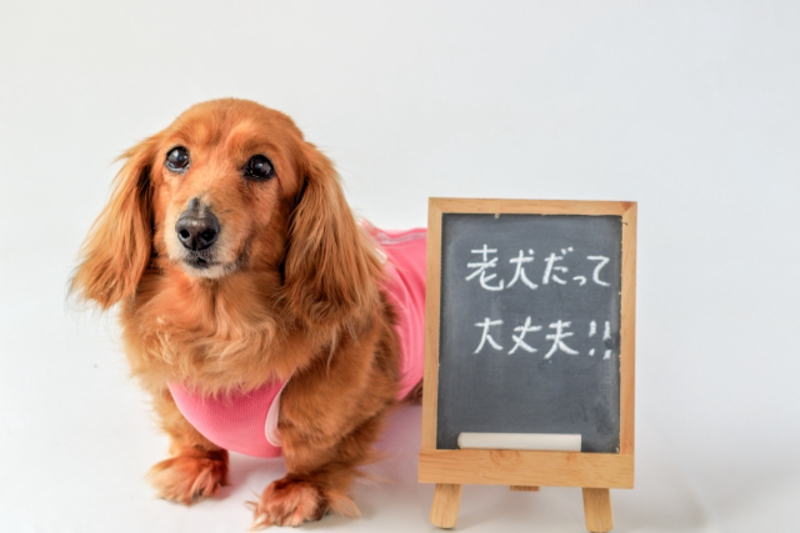 老犬の夜泣きに耐えられないときの対策と予防法