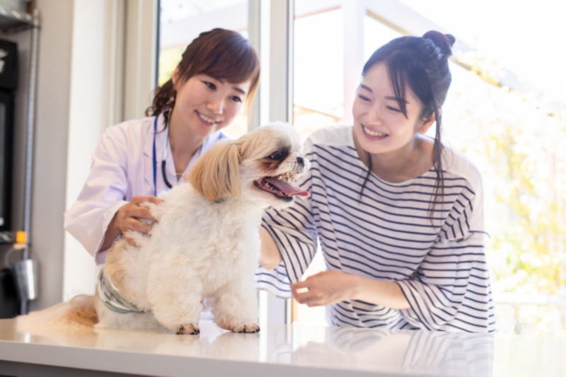 老犬の夜泣きに耐えられない悩みを解消するQ&A