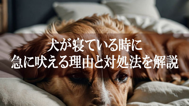 犬が寝ている時に急に吠える理由と対処法を徹底解説