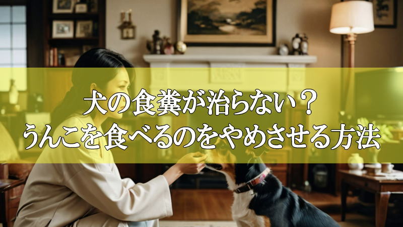 犬の食糞が治らない？うんこを食べるのをやめさせる根本的な方法