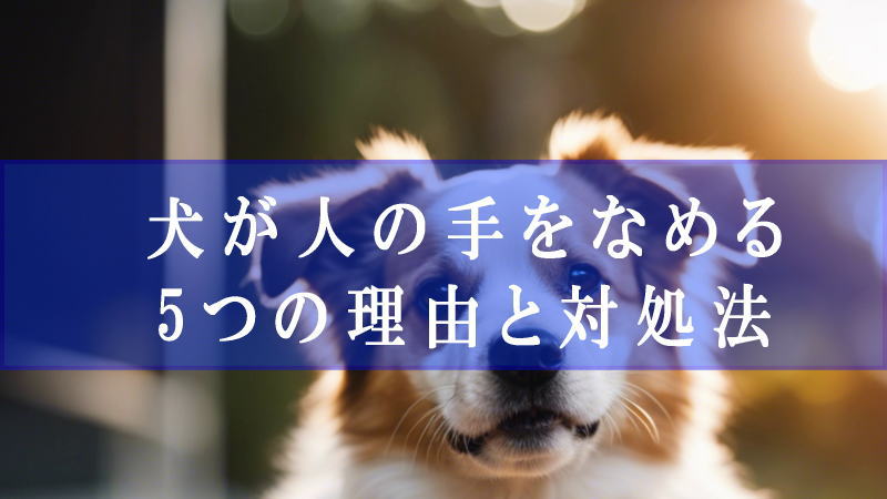 犬が人の手をなめる5つの理由と対処法【飼い主必見】