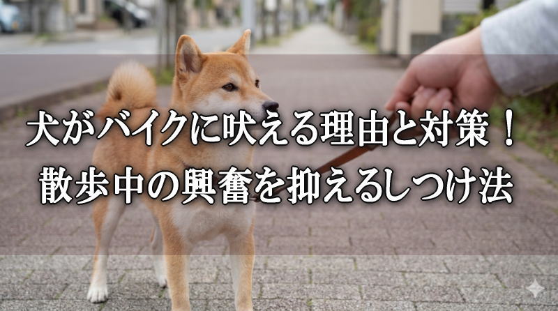 散歩中にバイクへ吠える犬を落ち着かせるしつけ法