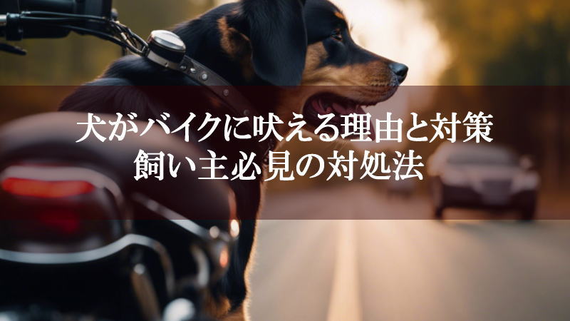 犬がバイクに吠える理由と対策 - 飼い主必見の対処法