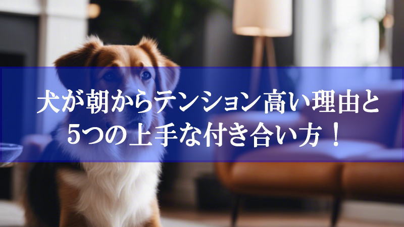 犬が朝からテンション高い理由と５つの上手な付き合い方！