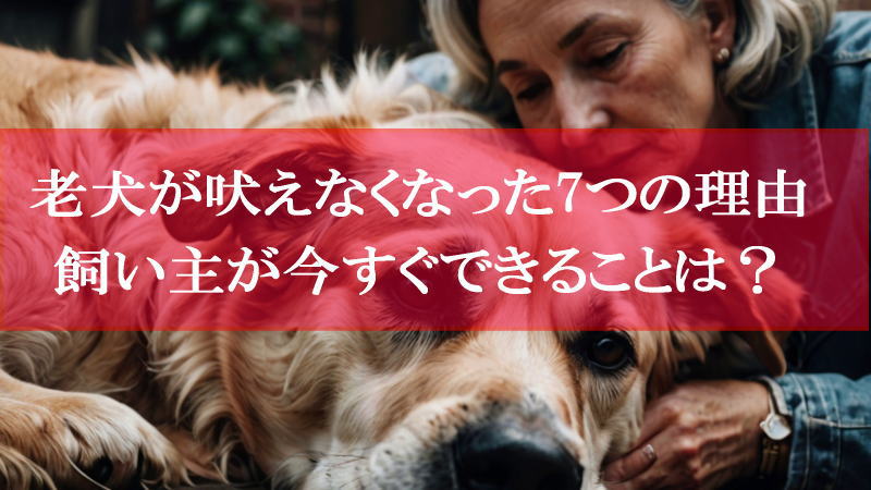 老犬が吠えなくなった7つの理由・飼い主が今すぐできることとは？