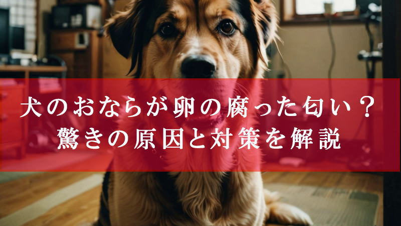 犬のおならが卵の腐った匂い？驚きの原因と対策