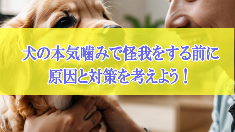 犬の本気噛みで怪我をする前に原因と対策を考えよう！