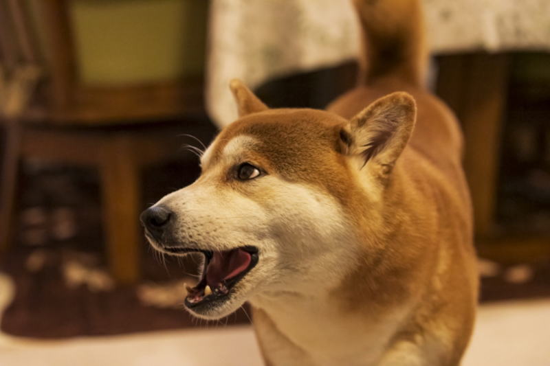 まとめ:犬の無駄吠えに口輪は効果ある？失敗しないトレーニング方法も解説