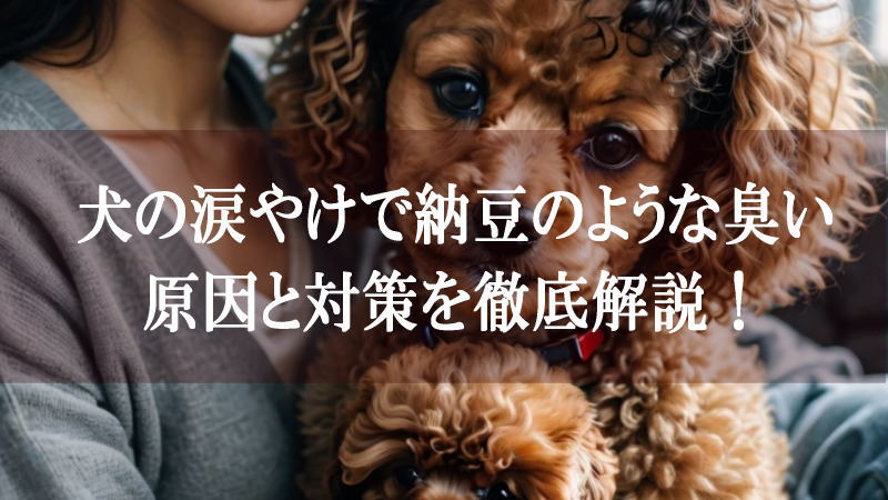 犬の涙やけで納豆のような臭いがする？原因と対策を徹底解説！