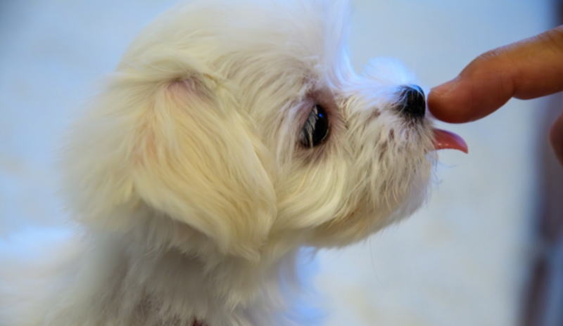 犬の涙やけで納豆の臭いした場合の対策とは？