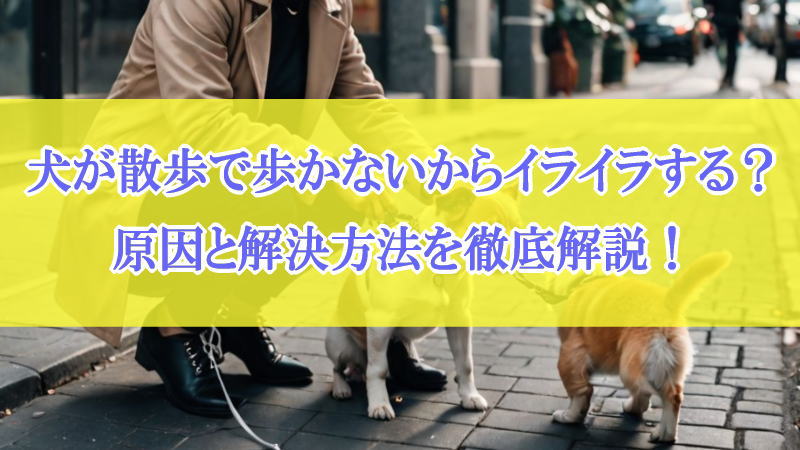 犬が散歩で歩かないからイライラする？原因と解決方法を徹底解説！