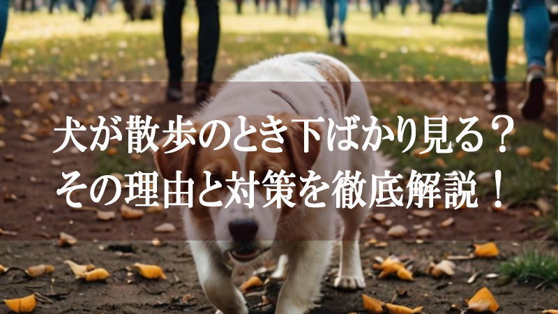 犬が散歩のとき下ばかり見る理由と具体的な対策を徹底解説！