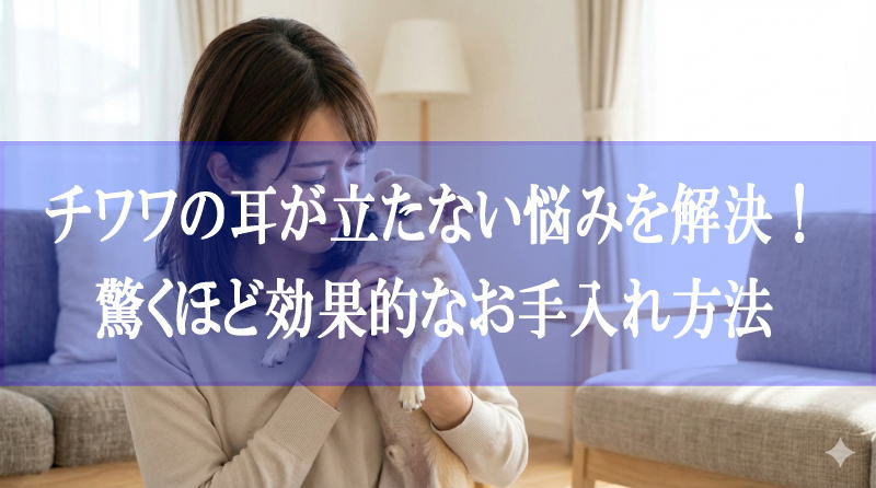 チワワの耳が立たない悩みを解決！驚くほど効果的なお手入れ方法