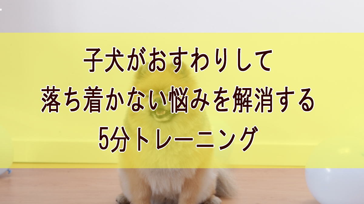 子犬がおすわりして落ち着かない悩みを解消する5分トレーニング