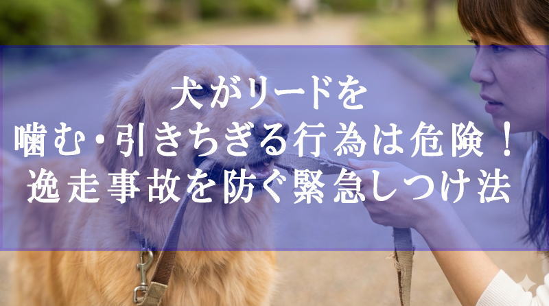犬がリードを噛む・引きちぎる行為は危険！逸走事故を防ぐ緊急しつけ法