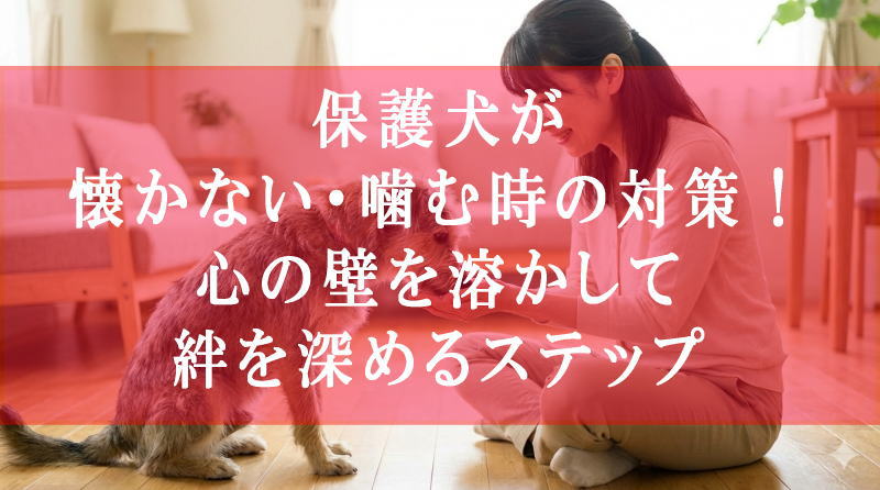 保護犬が懐かない・噛む時の対策！心の壁を溶かして絆を深めるステップ