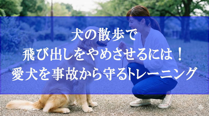 犬の散歩で飛び出しをやめさせるには！愛犬を事故から守るトレーニング