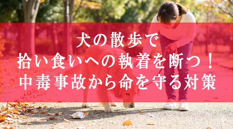 犬の散歩で拾い食いへの執着を断つ！中毒事故から命を守る対策