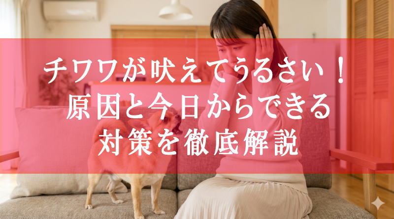 チワワが吠えてうるさい！原因と今日からできる対策を徹底解説