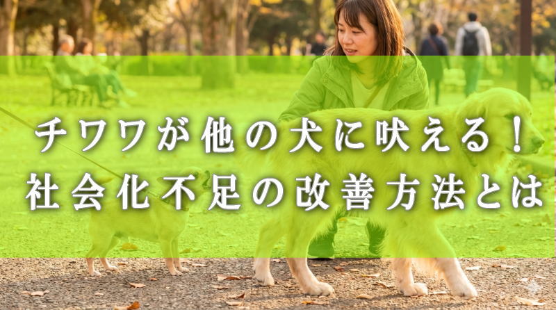 チワワが他の犬に吠える！社会化不足の改善方法とは