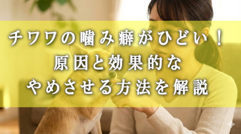 チワワの噛み癖がひどい！原因と効果的なやめさせる方法を解説
