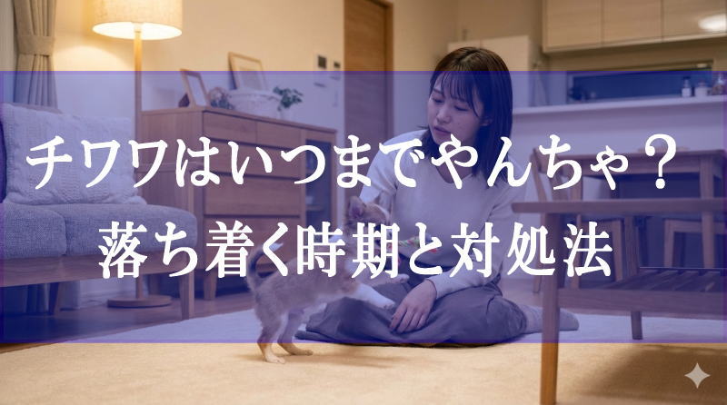 チワワはいつまでやんちゃ？落ち着く時期と対処法